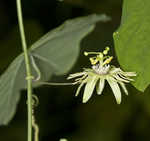 Yellow passionflower